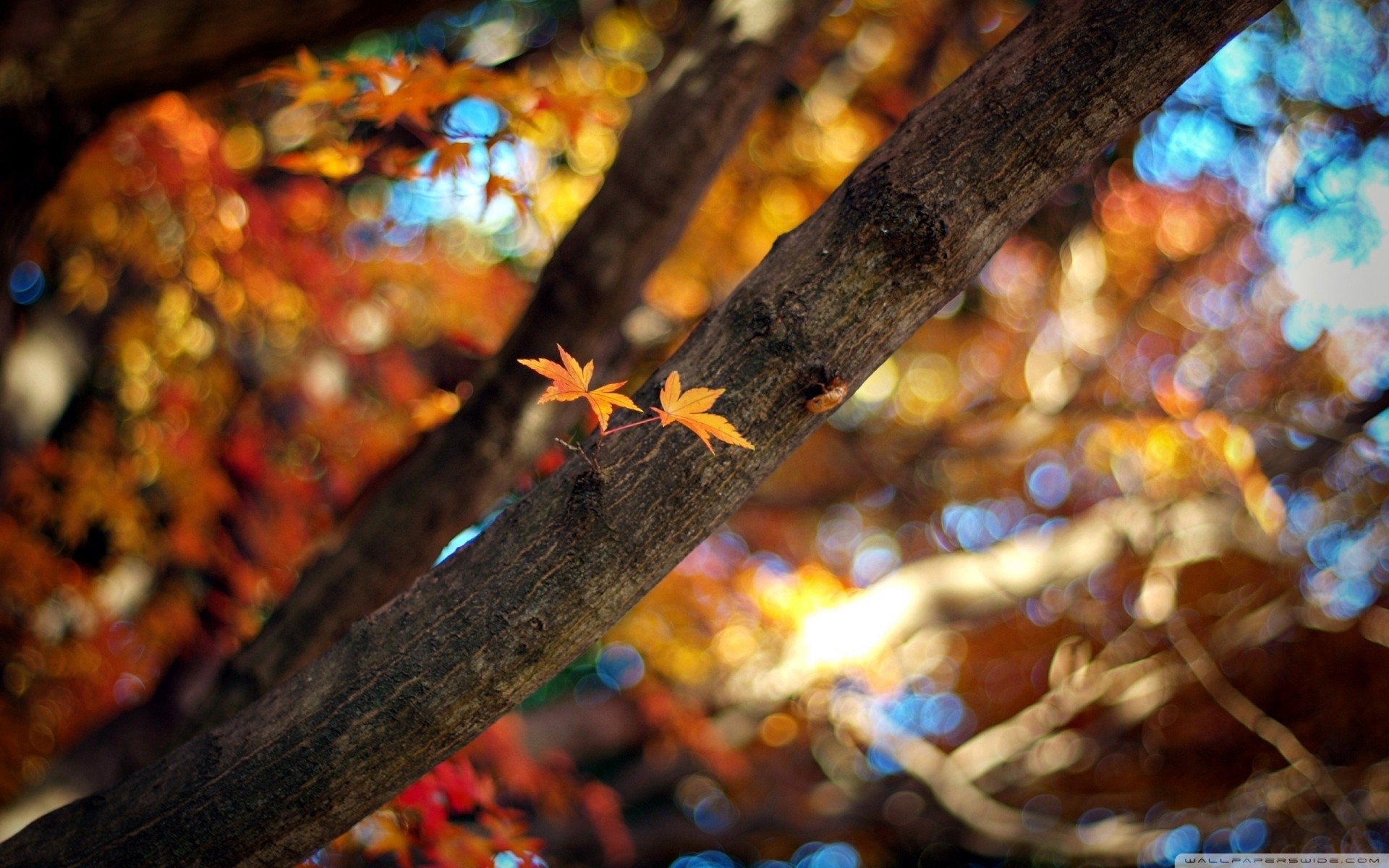 zweig bokeh baum