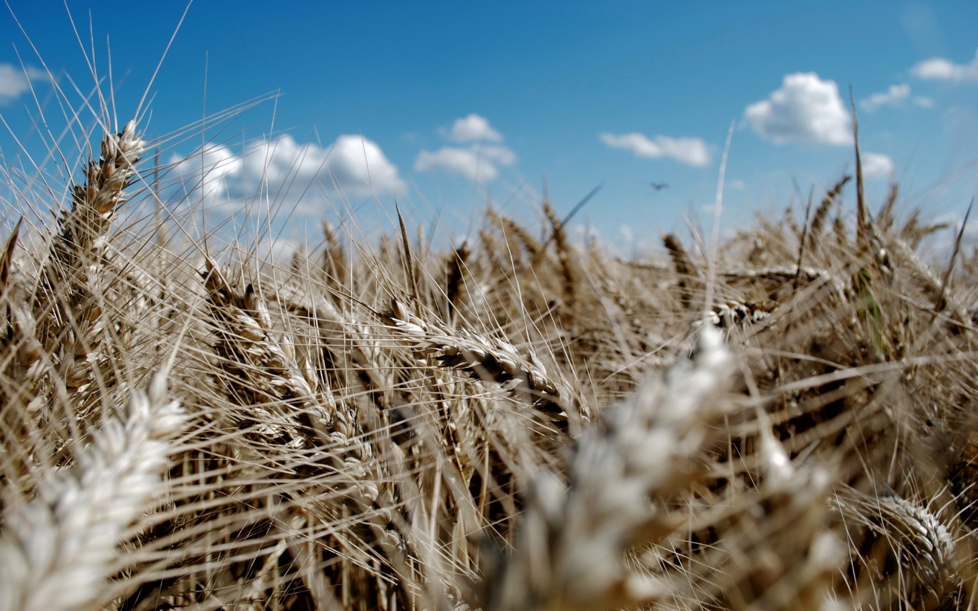 wheat sky blue ear