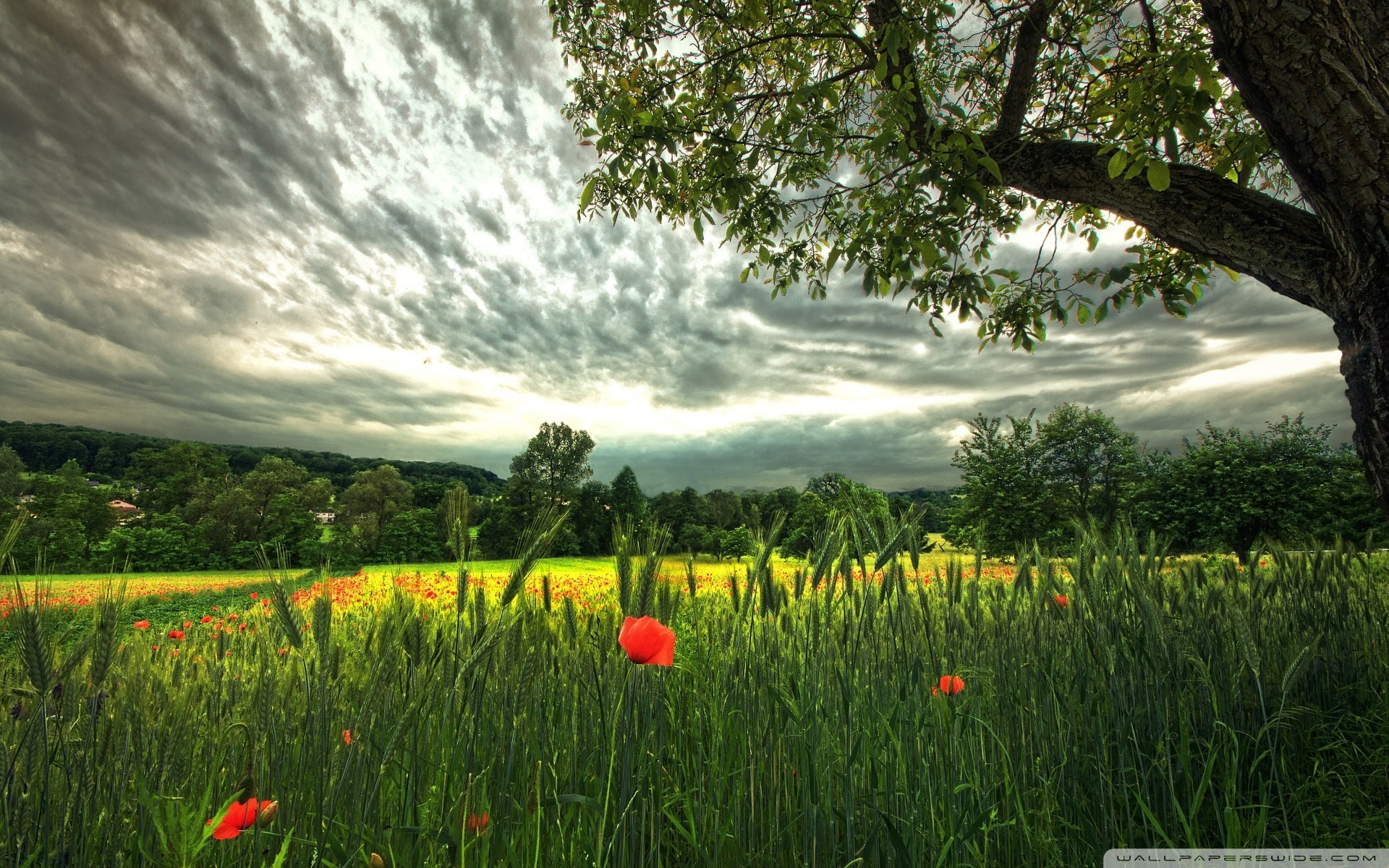 campo paesaggio estate fiori