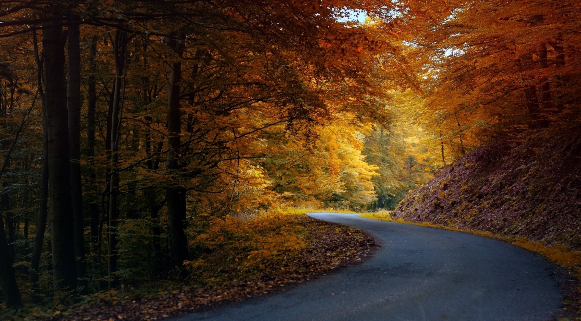 automne route forêt asphalte nature