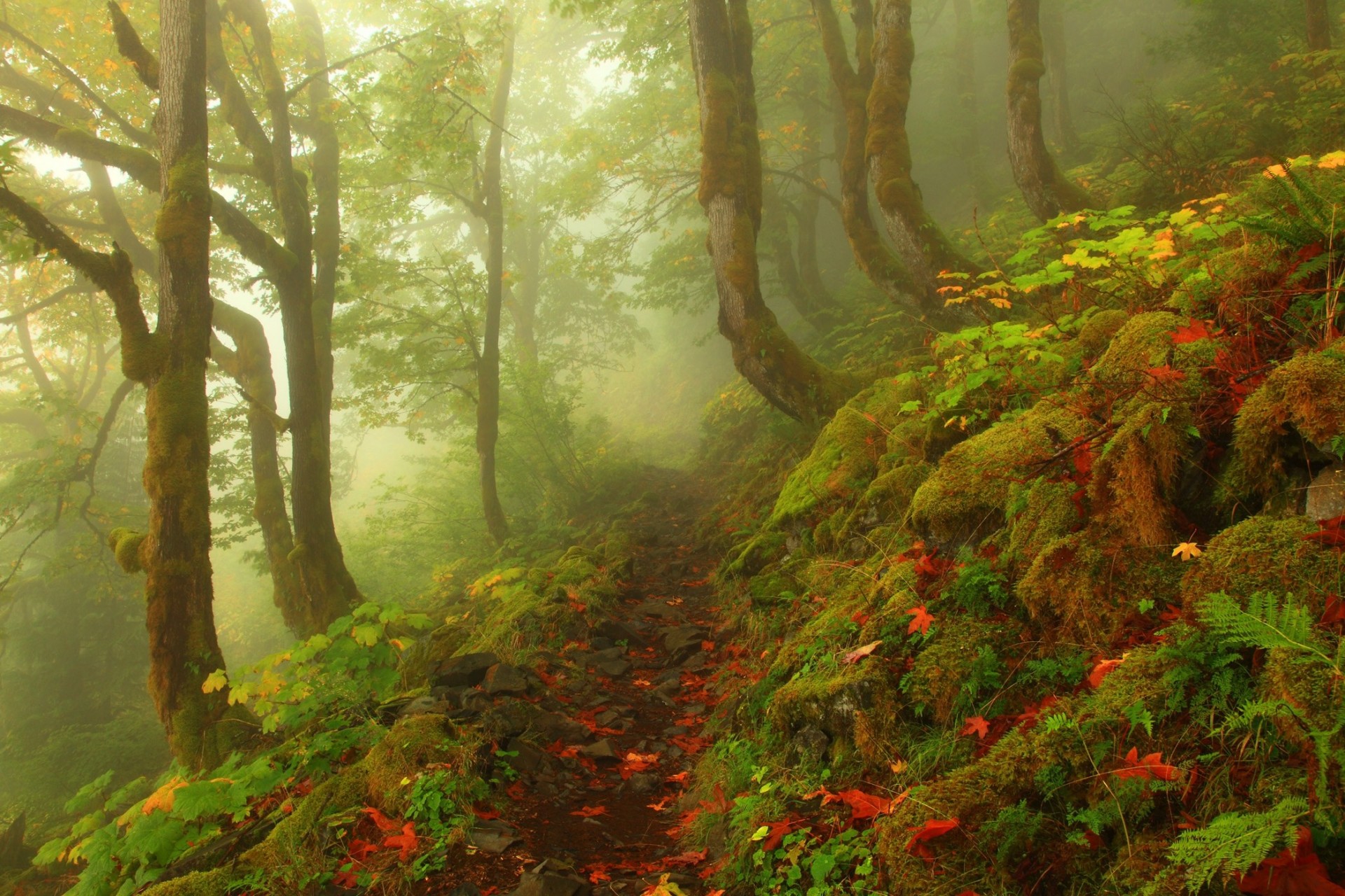 paesaggio strada nebbia foresta alberi