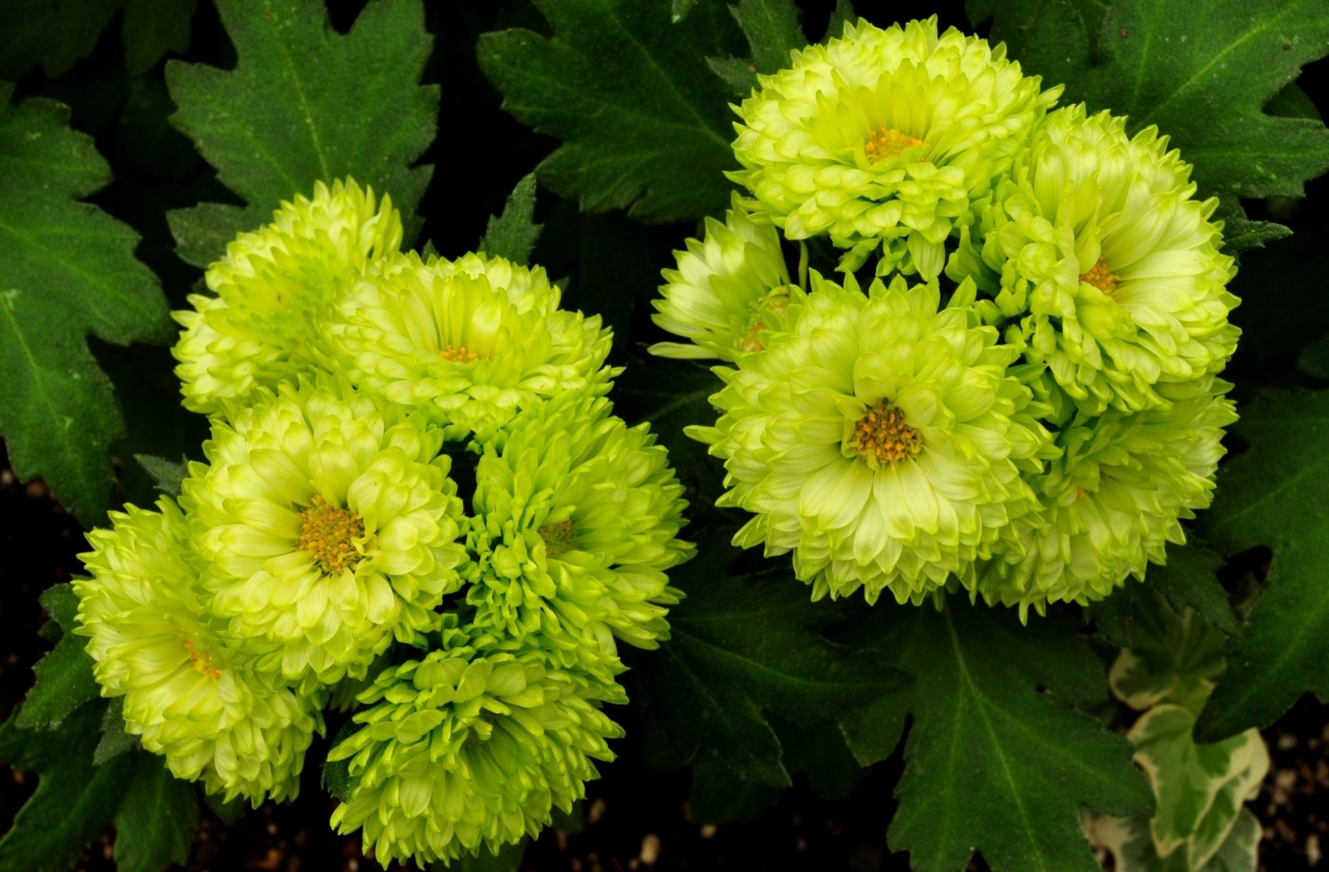 parterre de fleurs verts fleurs asters