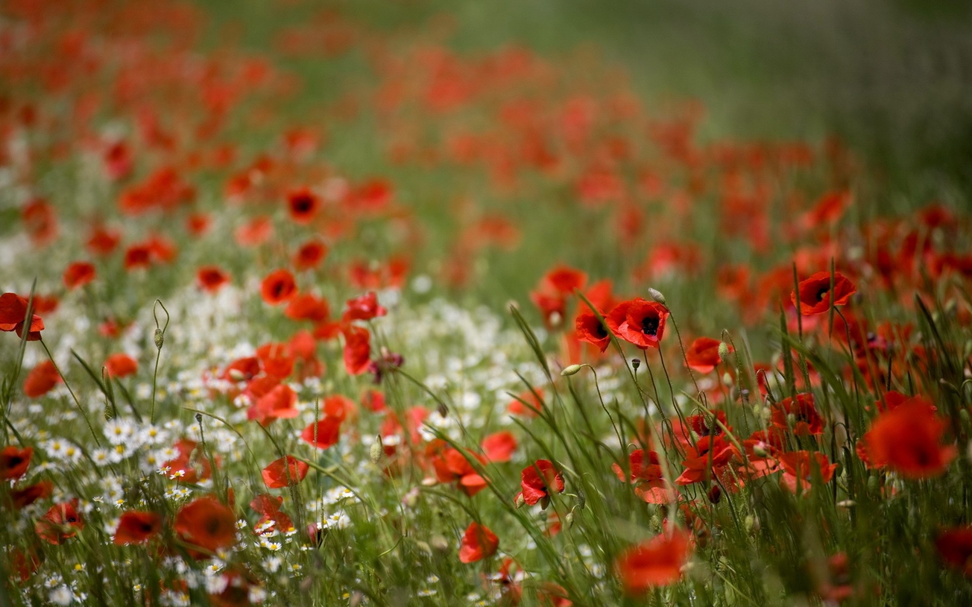 campo amapolas naturaleza