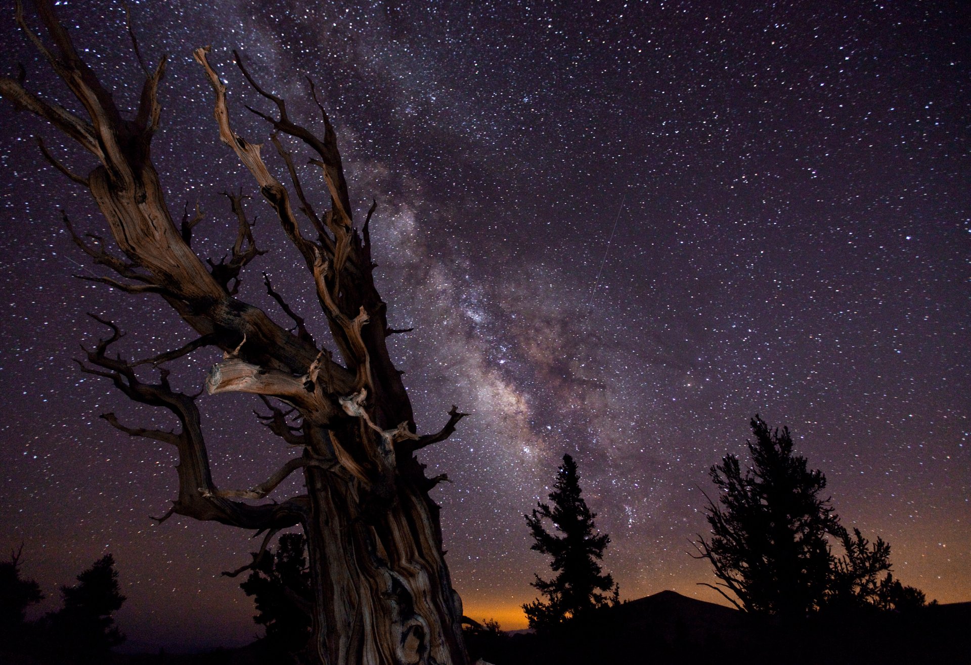 milky way sky night tree extract winner astronomical pictures :-