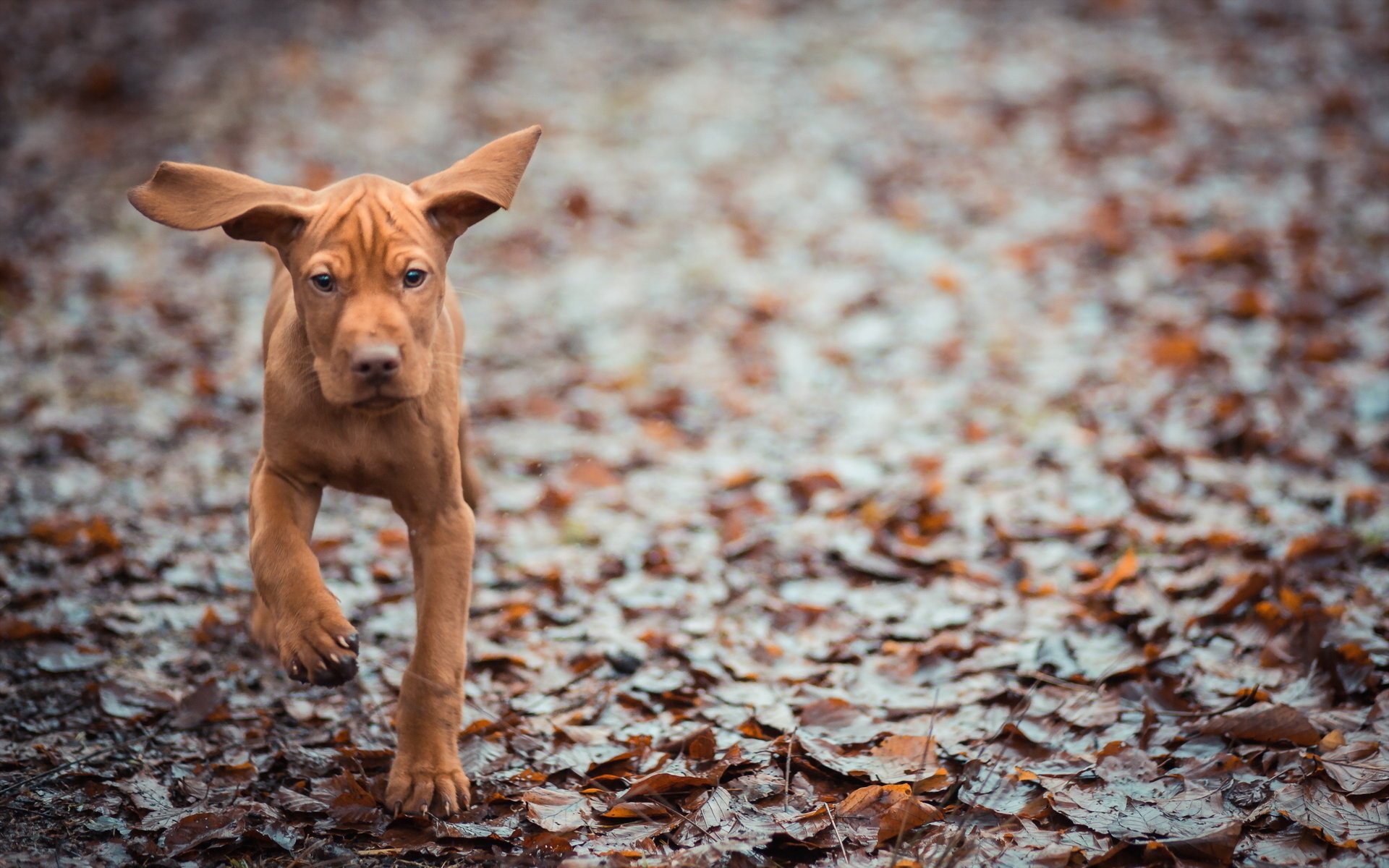 chien fond oreilles