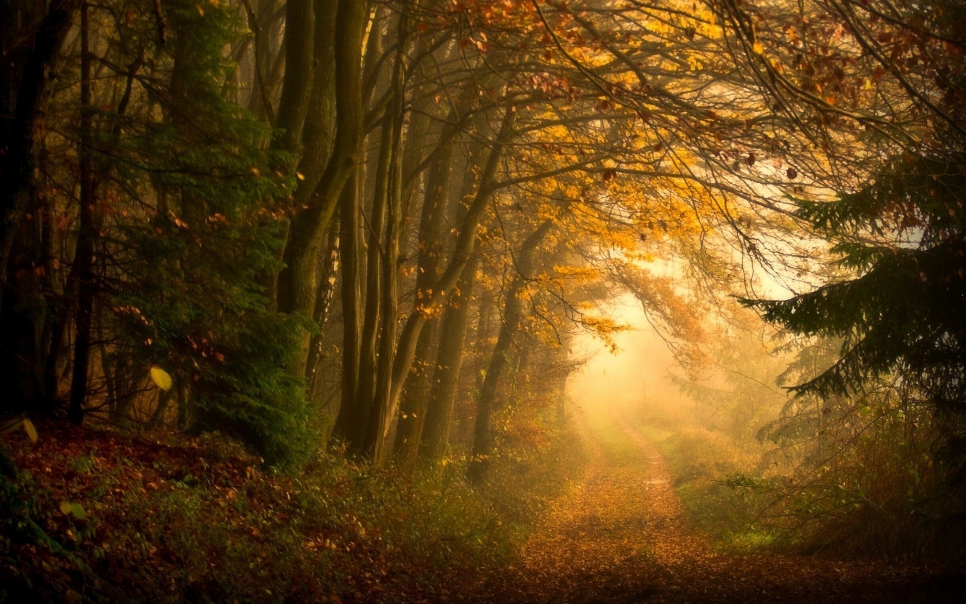 forest path landscape