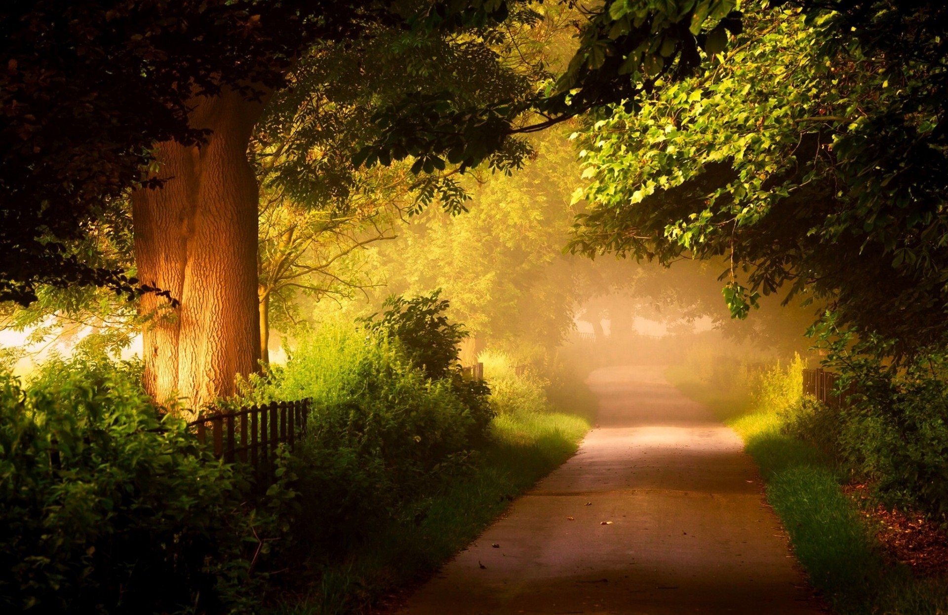 green road forest tree fence