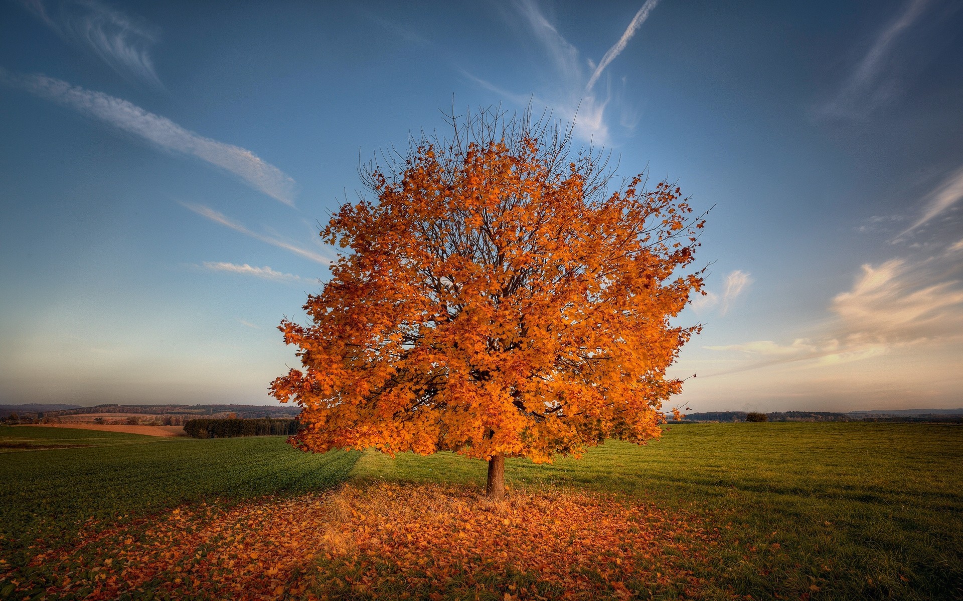 foliage tuscany nature tree the field autumn