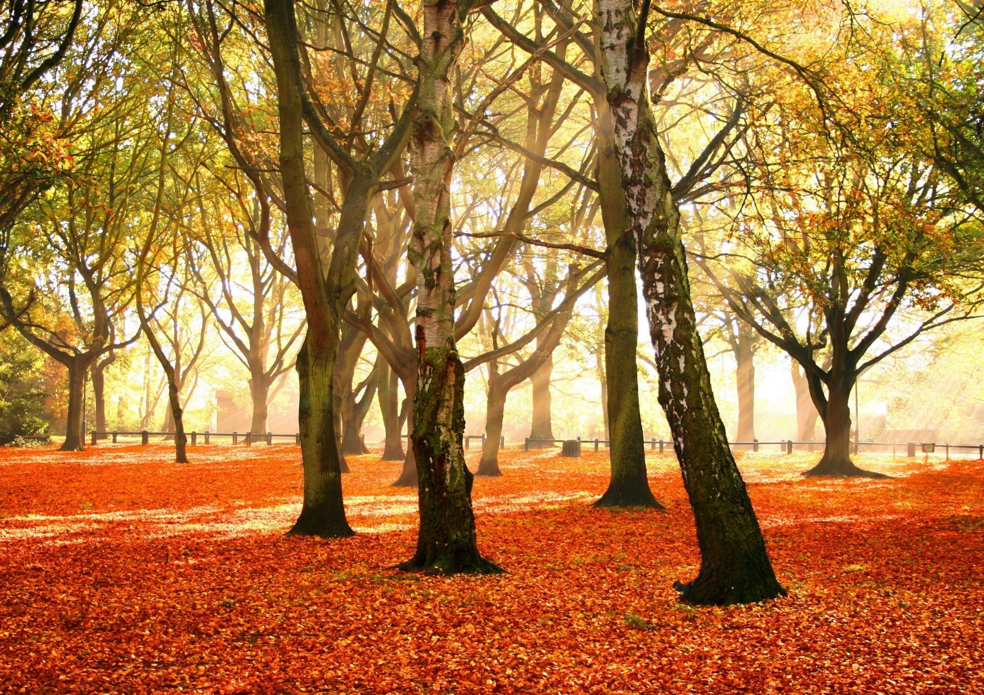 birch leaf park october autumn carpet