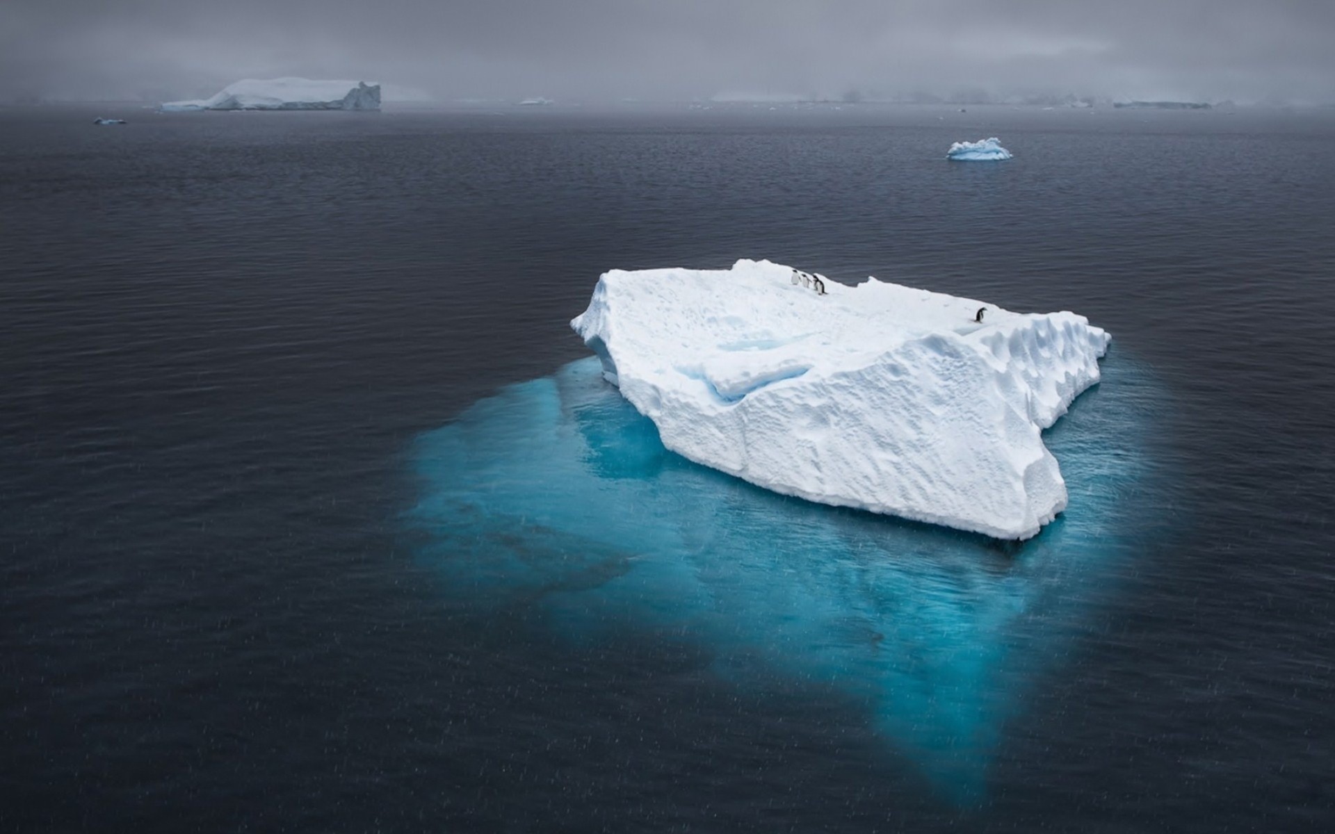 pingouins antarctique océan iceberg