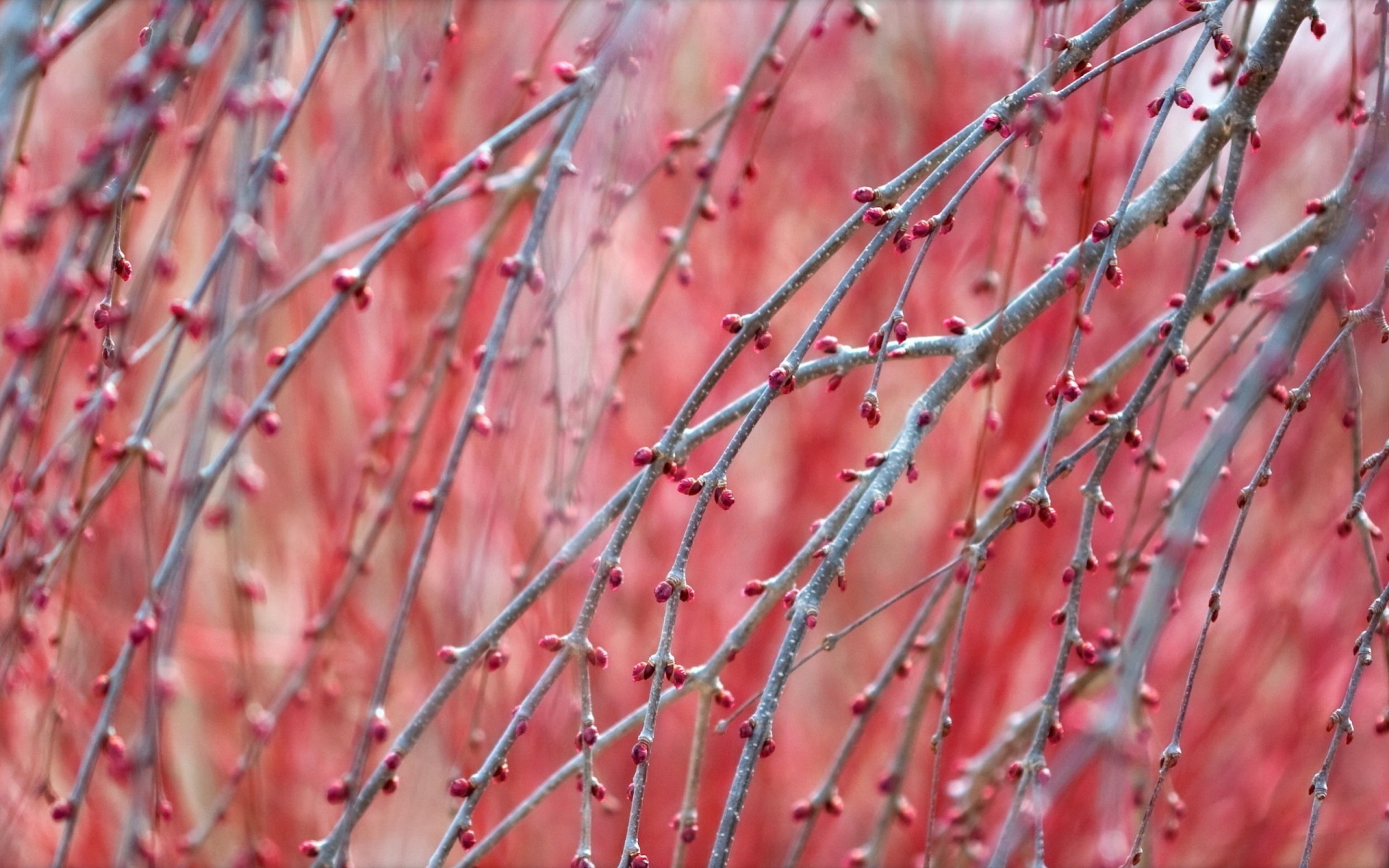 fondo ramas primavera naturaleza