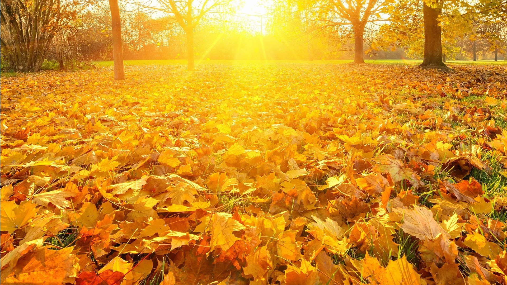 autumn yellowness leaf