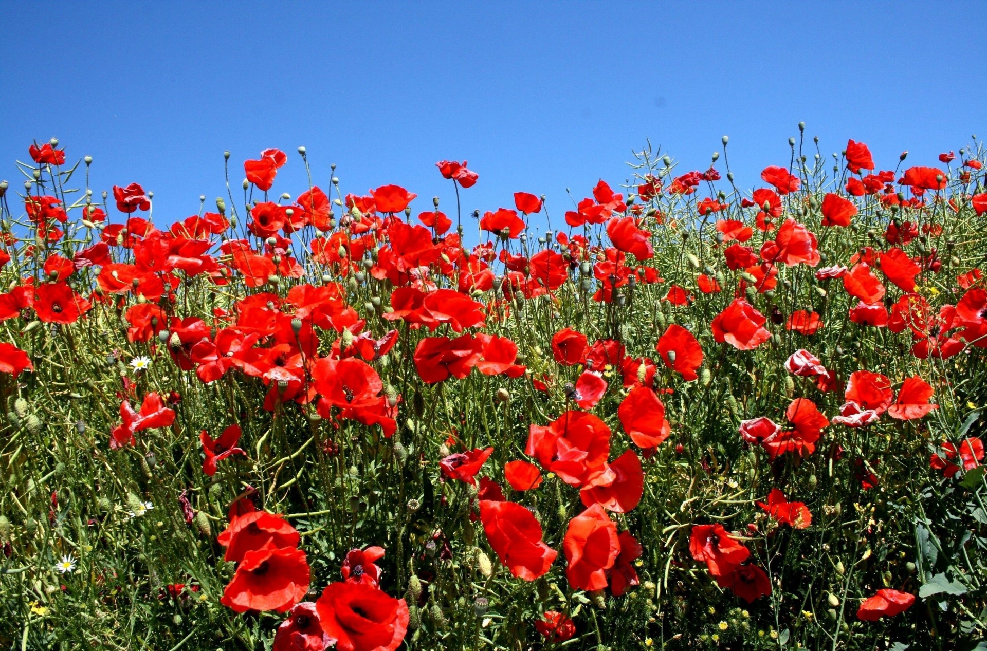 gente verde verano soleado cielo amapolas