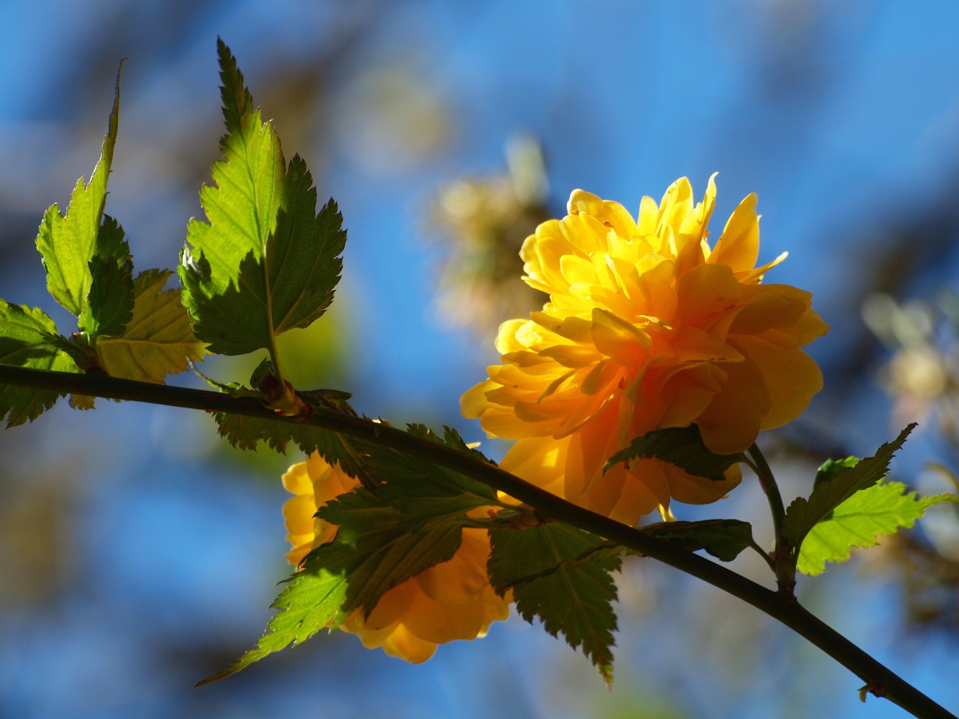 fleur branche feuilles arbre jaune printemps pétales