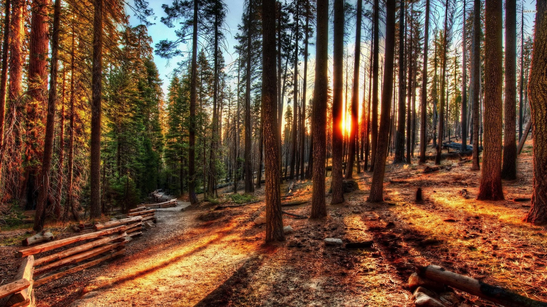 california yosemite naturaleza bosque sol