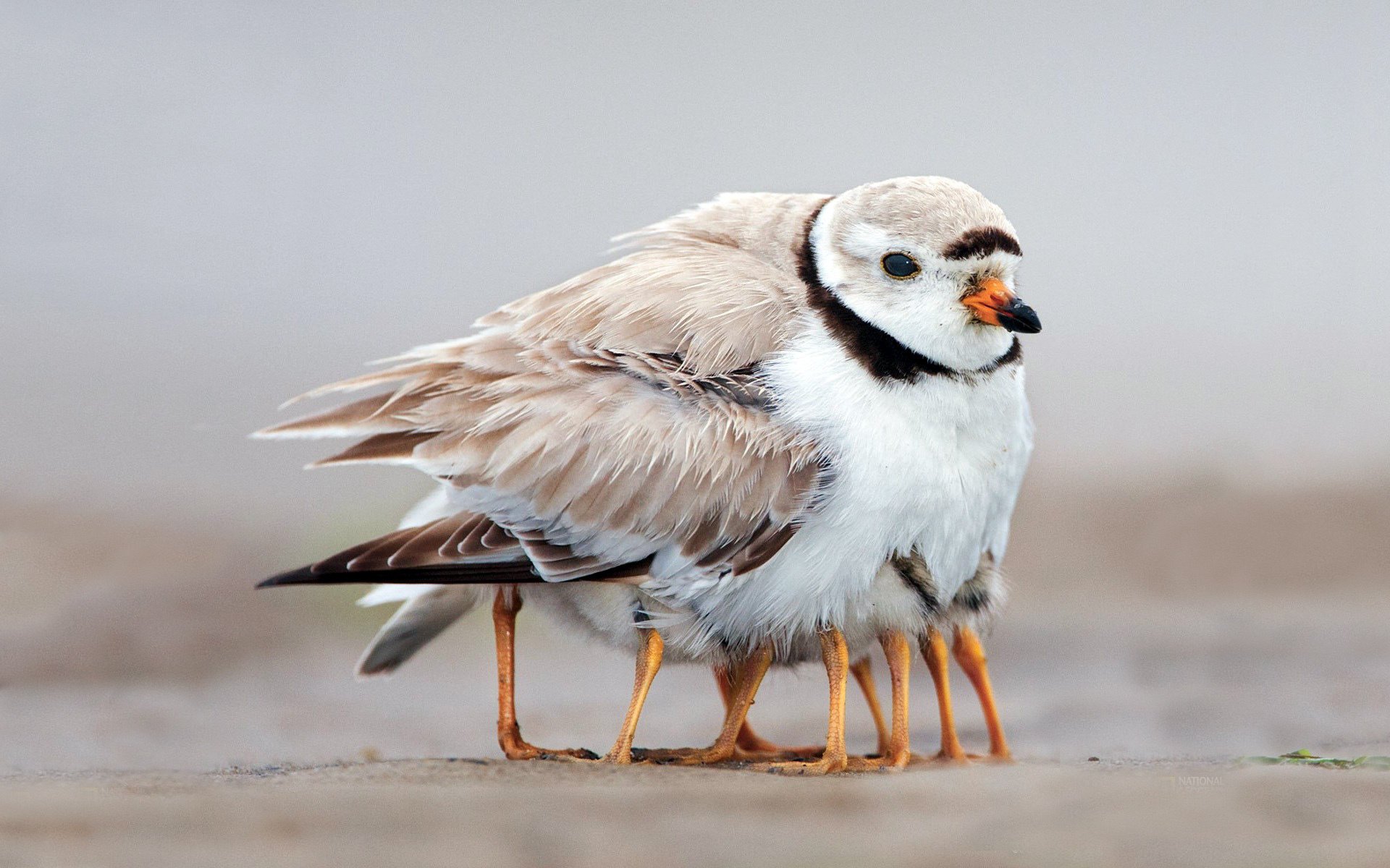 birdie pattes plumes famille chaleur famille poussins