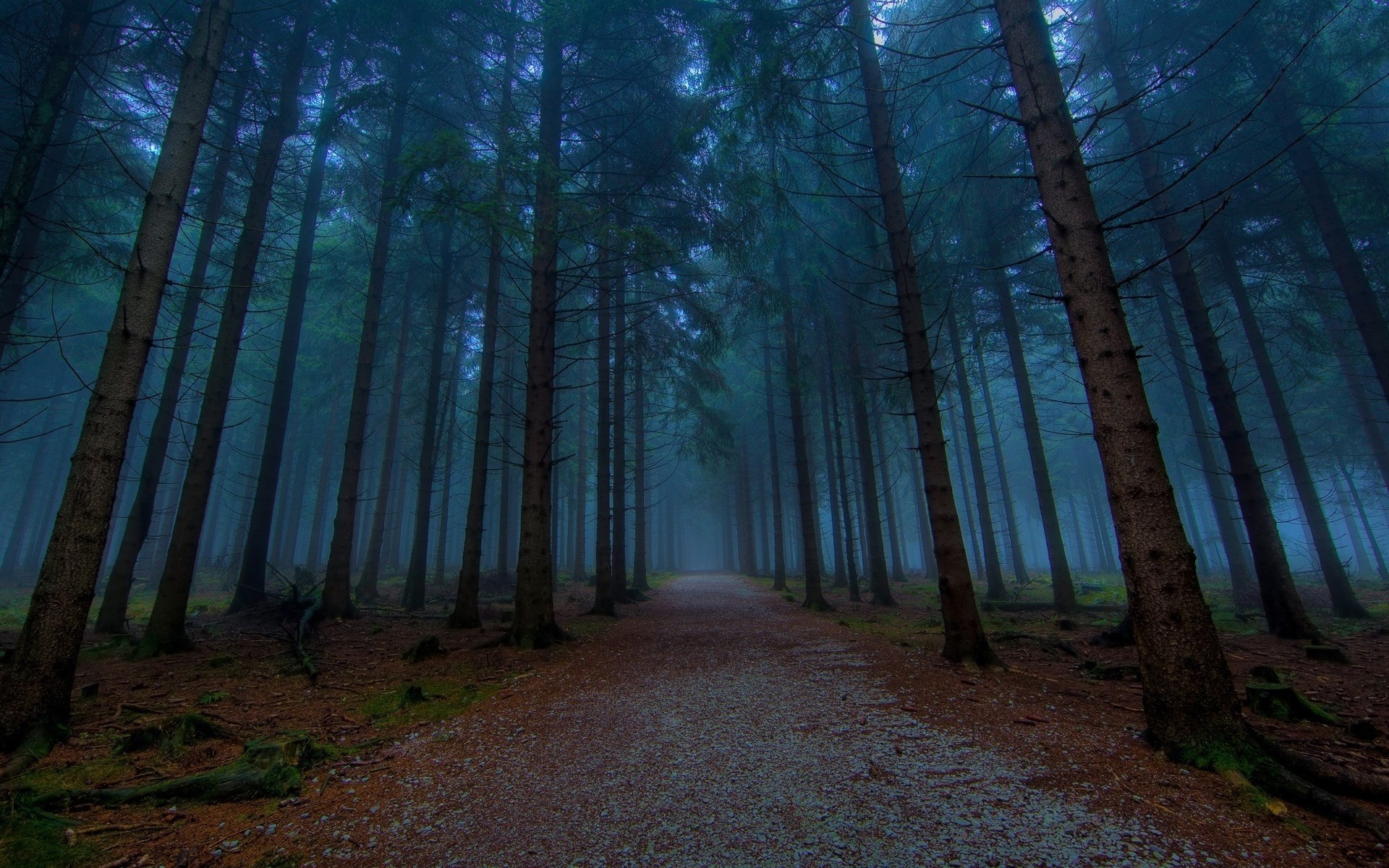 droga mgła las drzewa natura