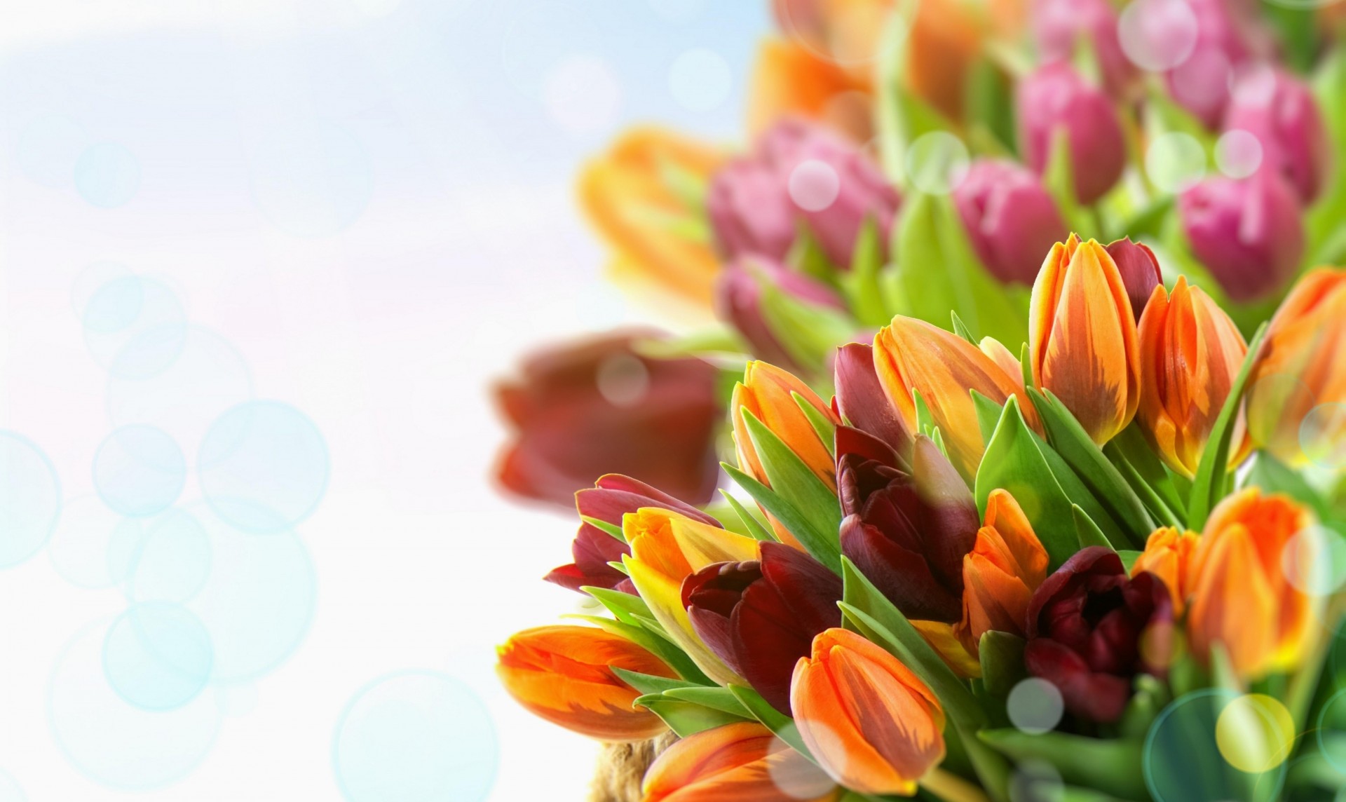 makro tulpen blumen bunt