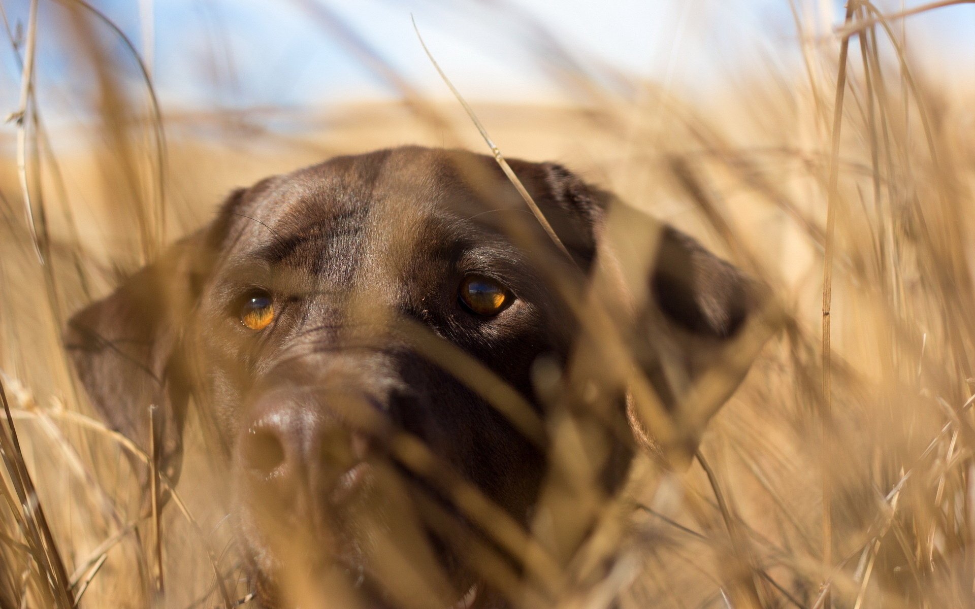 hund hintergrund blick