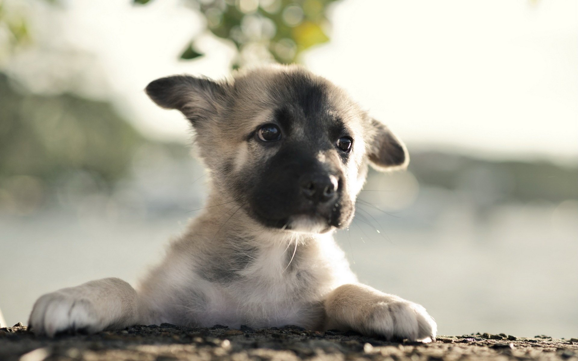 chiot german shepherd chien