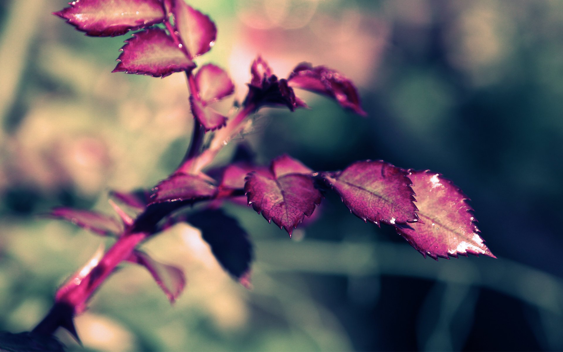 the leaves of roses sprig rose taree macro