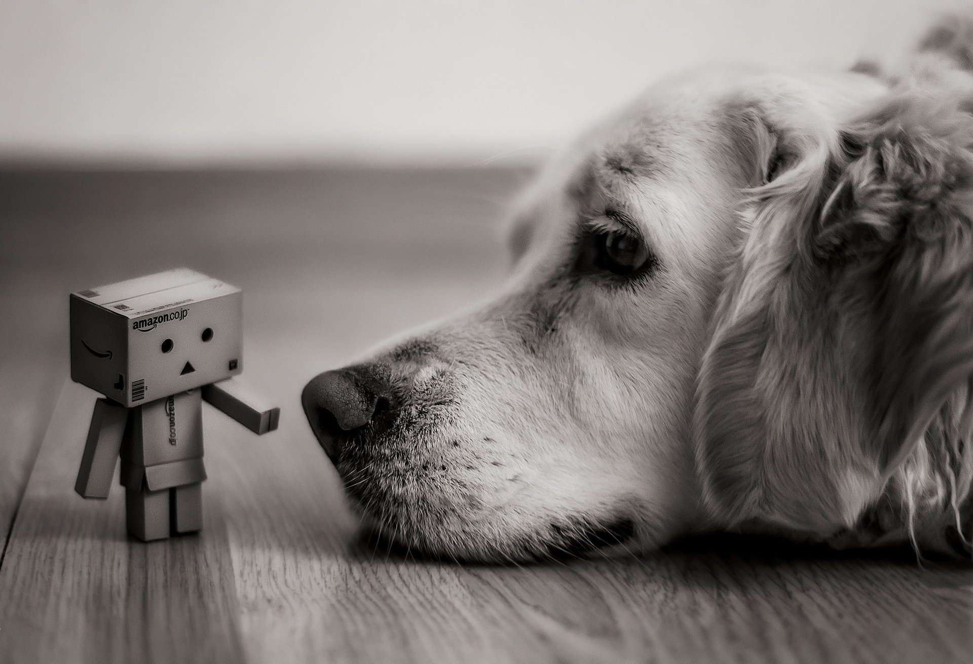 perro danbo cajas amazon mentiras mirada caja