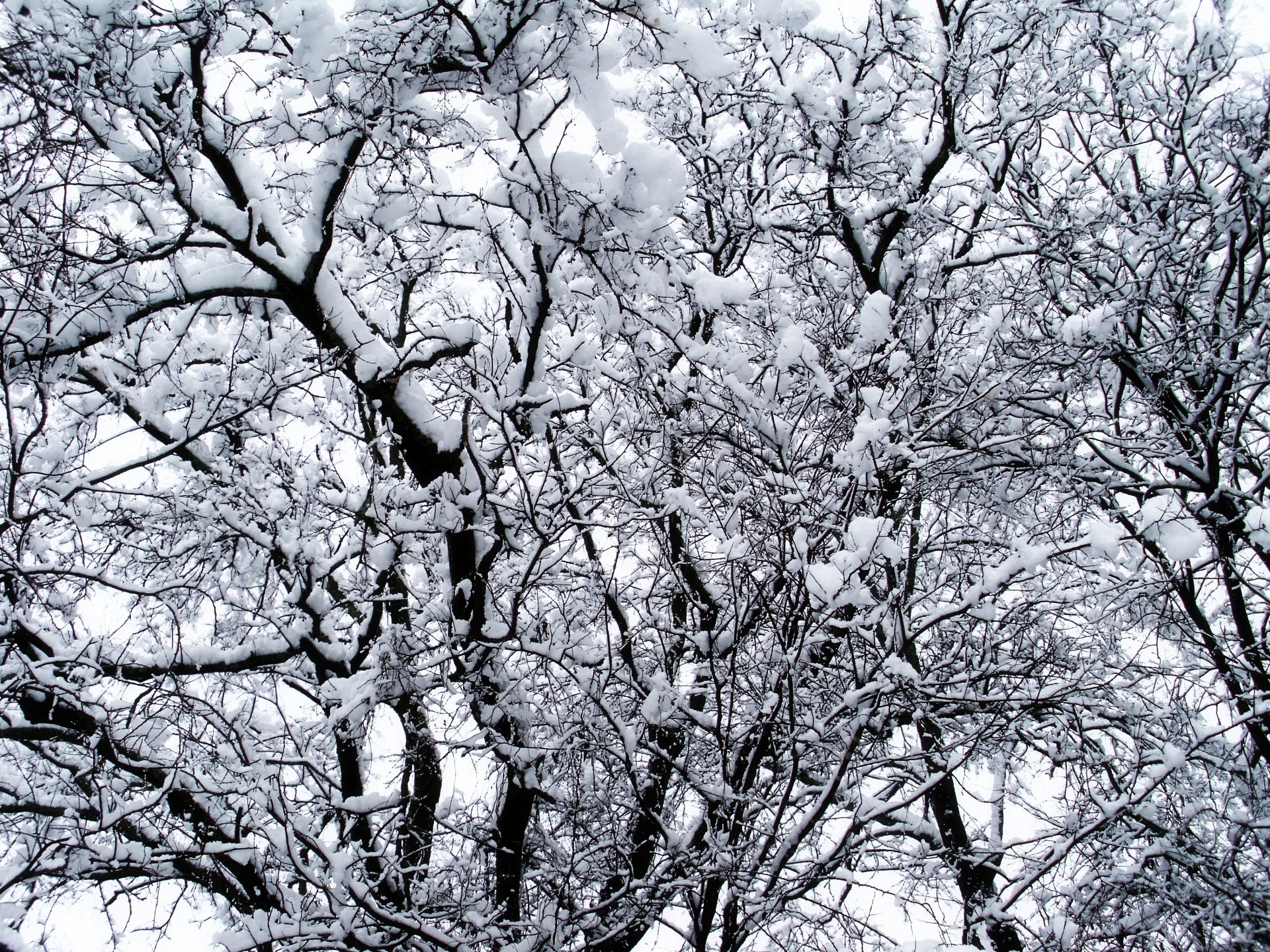 alberi neve inverno