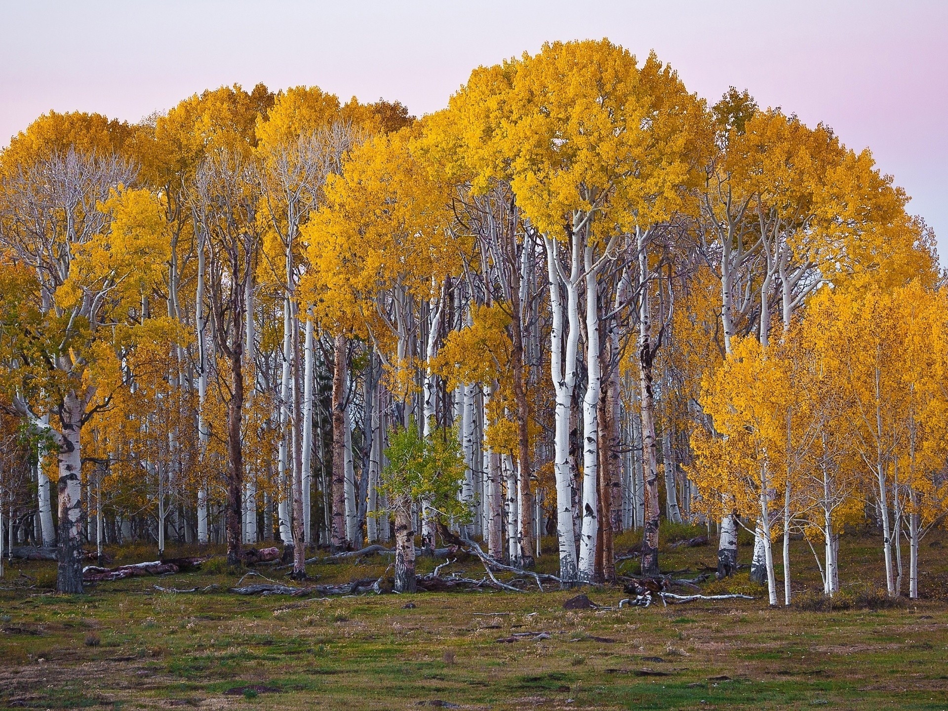 autumn birch grove