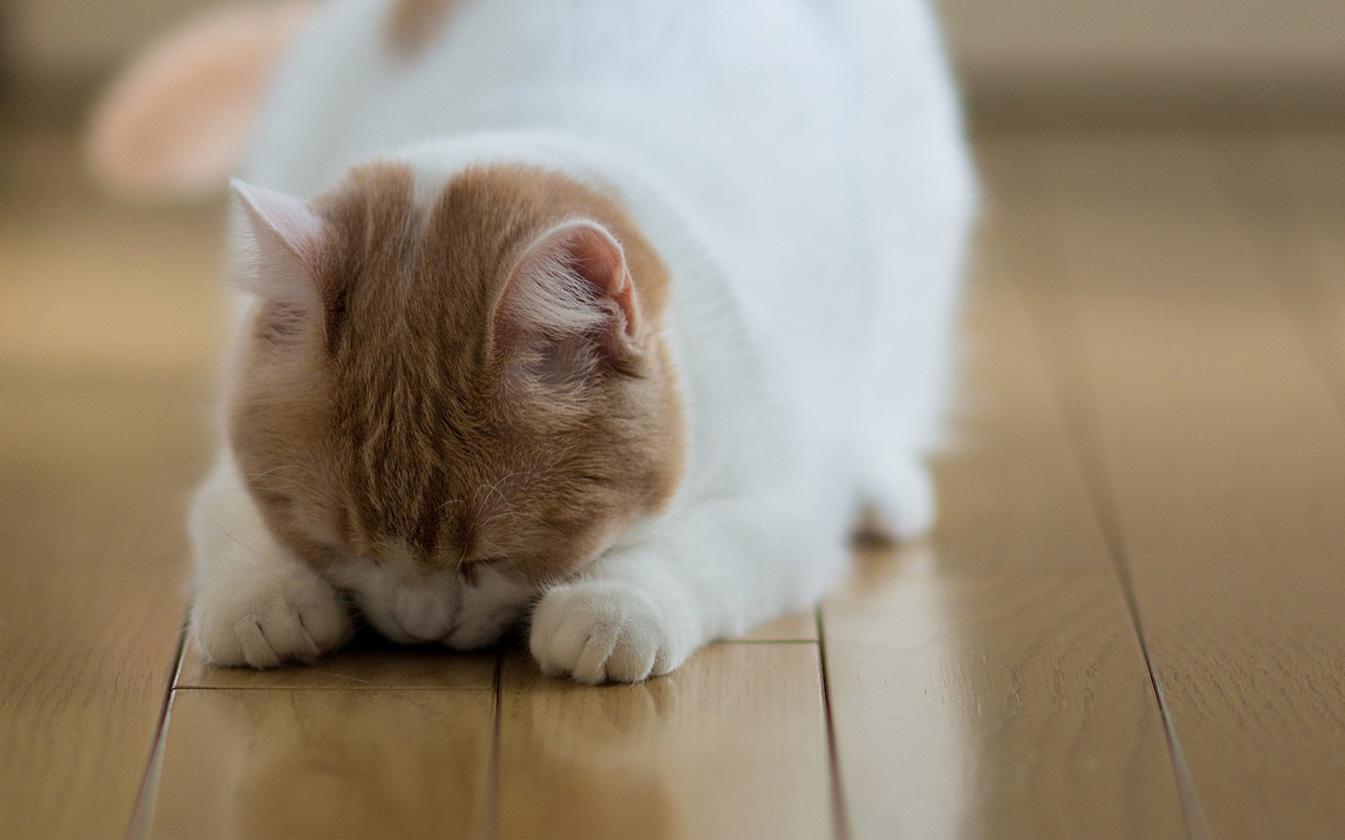 hannah piso gato c ben torode parquet durmiendo