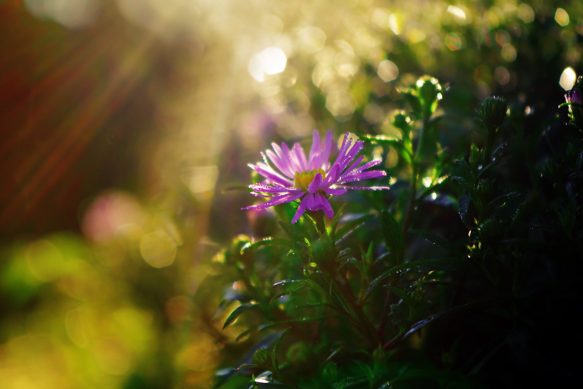 chrysantheme blendung strahlen sonne blume blätter busch