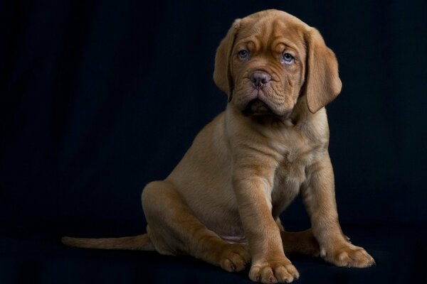 Petit chiot sur fond blanc