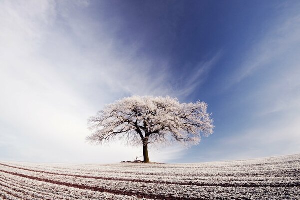 A tree and a field in frost