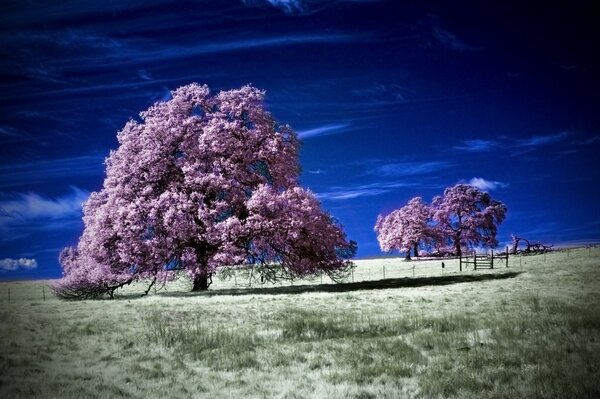 Деревья на фоне синего неба