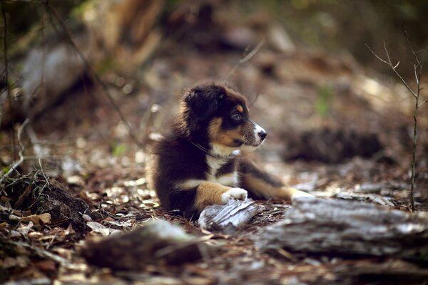 Chiot perdu dans la forêt