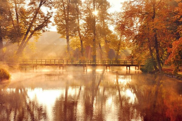 Autumn landscape pond, trees, dawn