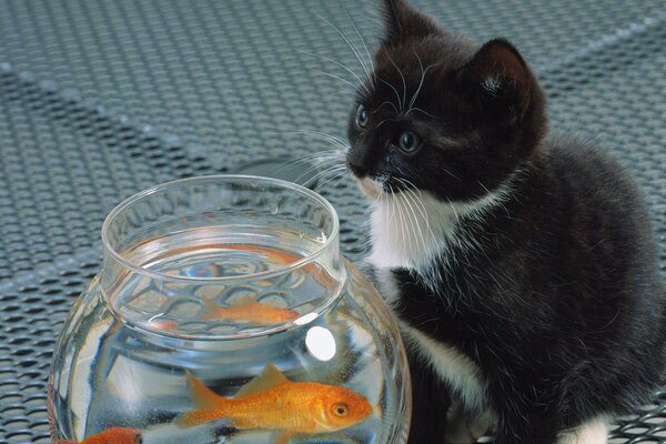 A kitten is guarding a goldfish in an aquarium