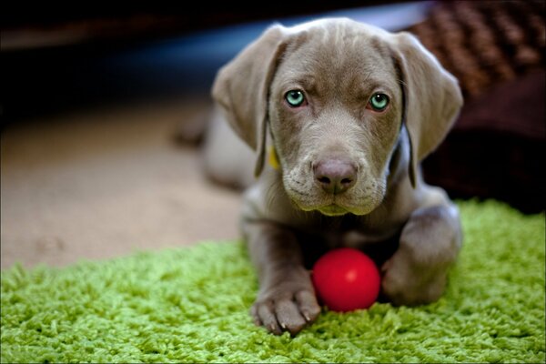 A little puppy with a red ball