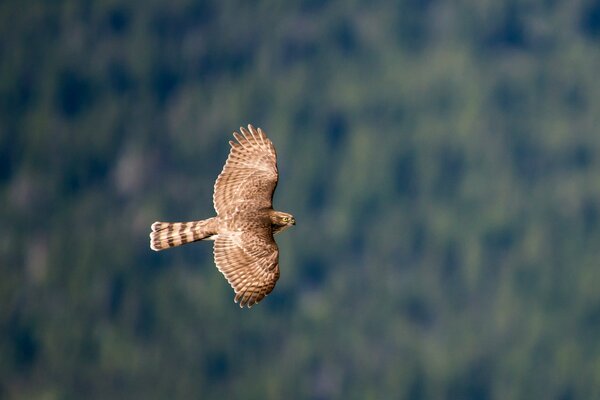 A hawk hovers over the forest with its wings spread wide