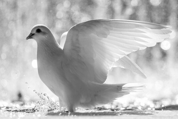 Eine weiße Taube spritzt mit den Flügeln Wasser