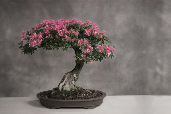 Albero, bonsai, Tokyo sceta