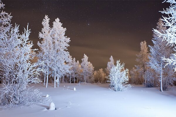Деревья покрытые снегом в лесу