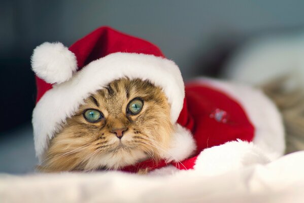 Chat dans un costume de Noël et un bonnet