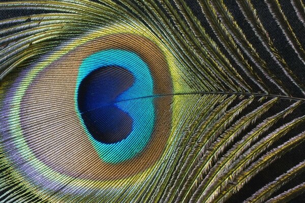 Peacock feather fragment, blue, yellow, blue, orange