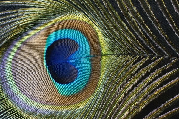 Fragmento de pluma de pavo real, cian, amarillo, azul, naranja