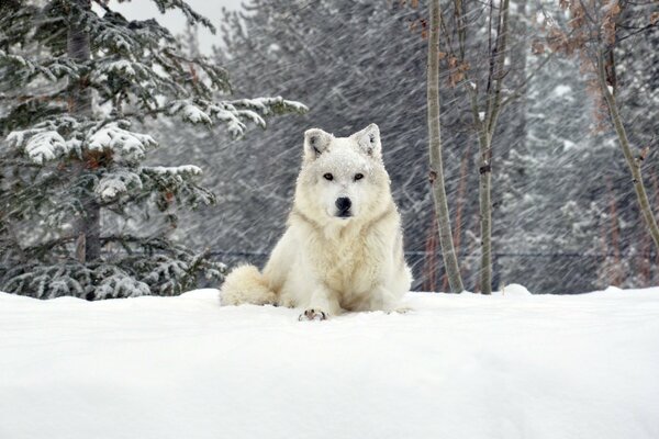 Lobo en el bosque en invierno en la nieve