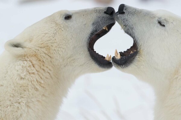 Two polar bears yell at each other