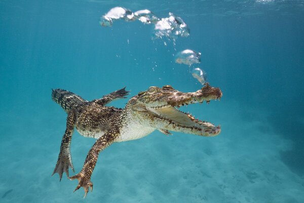 In Australia, a crocodile blows bubbles under the water