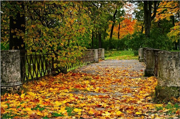 Gelber Teppich aus Herbstlaub