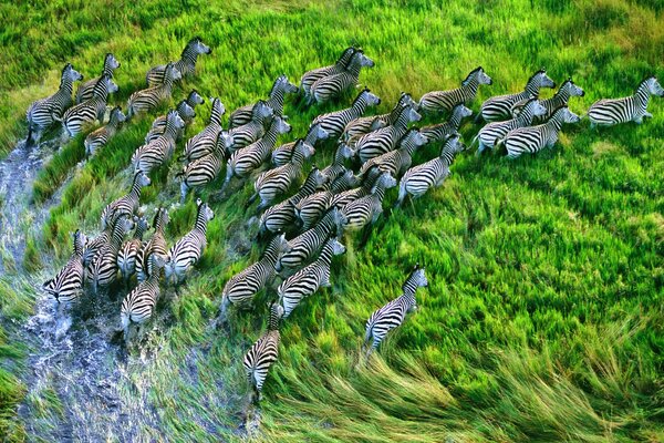 Les zèbres courent sur l herbe verte