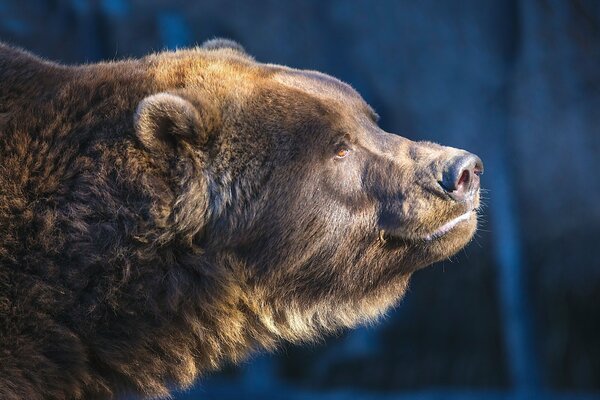 Braunbär riecht nach Honig